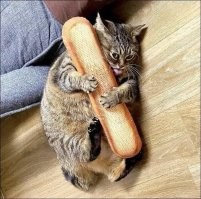 Котику надоело лежать и ничего не делать целыми днями, поэтому он придумал для себя важную работу