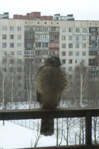 А меня зимой вот такой навестил.