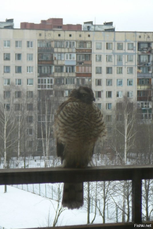 А меня зимой вот такой навестил.