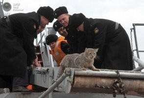 40 любопытных ретро-снимков с кошками