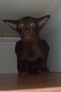 Кто знает как порода называется ?