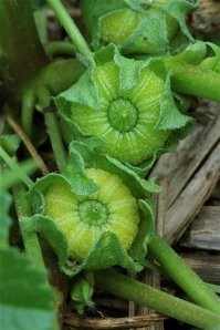 а помните калачики?