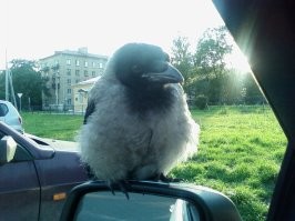 А ко мне вот такой приятель подкатил. Нормально так пообщались, угостил его йогуртом с плюшкой, хорошо время провели