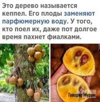 Вот еще одно забавное растение...
Кепель (лат. Stelechocarpus burahol)   плодовое дерево семейства Анноновые, вид рода Stelechocarpus. Кепель   эндемичное растение острова Ява. 
"Мякоть спелых плодов употребляют в сыром виде. Их сок обладает дезодорирующим эффектом и при нанесении на поверхность кожи распространяет аромат фиалки. Употребление плодов кепеля также способно вызывать временное бесплодие у женщин. На Яве право на это дерево традиционно принадлежало семейству султана Джакарты и его плоды использовались населением в качестве косметического средства и контрацептива. В настоящее время кепель среди населения Центральной Явы продолжает считаться «растением аристократии»..." /с/