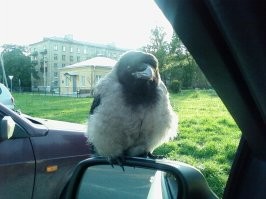 А ко мне вот такой приятель подкатил. Нормально так пообщались, угостил его йогуртом с плюшкой, хорошо время провели
