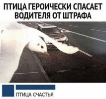 30 уморительных попыток сфотографировать птиц