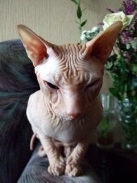30 животных, которые до чёртиков напугали своих хозяев