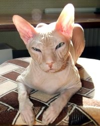 30 животных, которые до чёртиков напугали своих хозяев