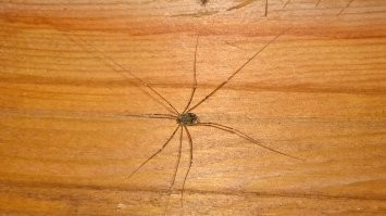Ну кипиша они нагнали намного больше, чем был сам паук, который кстати больше похож на паука-сенокосца из моей ванной.
