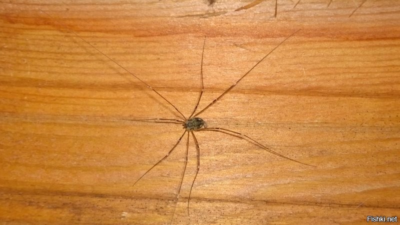 Ну кипиша они нагнали намного больше, чем был сам паук, который кстати больше похож на паука-сенокосца из моей ванной.