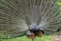 "Под самым красивым павлиньим хвостом всегда находится обычная куриная ж*па!"
Фаина Раневская