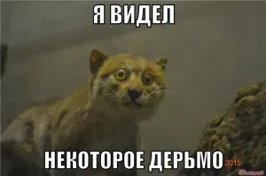 Кот который