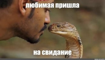 Кобра укусила заклинателя змей, пытавшегося её поцеловать