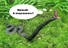 Кобра укусила заклинателя змей, пытавшегося её поцеловать