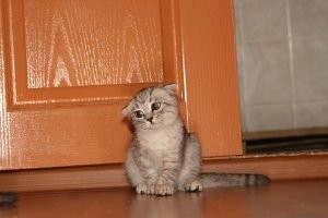 Всё как у людей: встреча котёнка с недовольной мамой