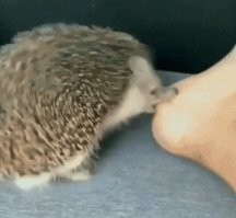 Правильно колючая голова, ноги мыть надо!