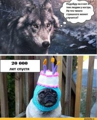 Когда и кто был впервые одомашнен