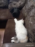 Именно так в нашем доме зародилась Кошь. Я ехала с работы, никого не трогала. Смотрю, сидит это чудо на дороге. Я по тормозам, выхожу, говорю, кыш отсюда! А она говорит мяу. И зевает. Думаю, ну погибнет же. За шкирку - и к ветеринару (дома старший кот уже 8 лет жил, боялись заразить, ну и вообще проверить). Он сказал, здорова ,за исключением ушного клеща. Приволокла домой. Муж сомневался, сказал, кот не простит нам этого. Кот, конечно, обиделся на такое вероломное предательство, но потом свыкся))) а Кошь теперь спихнула меня с трона королевы в нашем доме 
Кстати, кот на фото тоже есть))