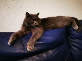 28 лет породистые котята у неё живут? Да ещё и без вмешательства ветеринаров? Ну да))) 
А как она мощно от продажи котёнка к евреям перешла)) Вот не знал, что араба с израильтянами из-за прививок уже больше полувека друг друга бьют. Золото, а не женщина, глаза мне открыла
На фото мой кот, просто так скину фотку, вдруг она сюда зайдёт и определит, сколько в нём алюминия