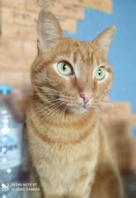 Тоже из приюта своего Кристо забрал))) Было - стало))) Это он не злой.. просто только проснулся)