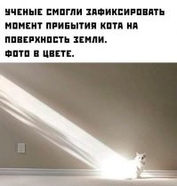 Собачники данный пост не оценят