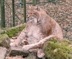 Жрысь это вот, а там всего лишь Котопузь или ПузиКэт - кому как ближе.