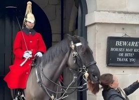 у гвардейца на лошадке морда довольная такая...