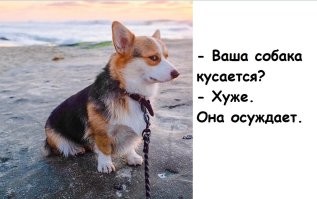 В автобусе парень с собакой без намордника вызвал шквал негодования