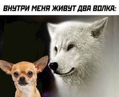 Угу... волк, блин...