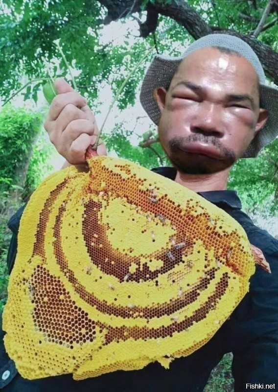 Сборщик дикого мёда