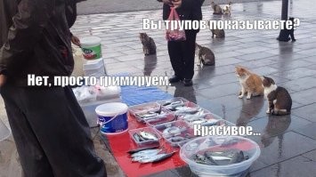 "Они загримировали потерпевших под трупов и сфотографировали в лесополосе."