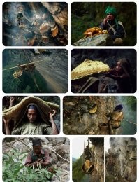 Ну... С современными технологиями, э о не так уж экстремально. 
"Скафандр" пчёлы не прокусят. 

А вот как они раньше собирали... Это пипец лютый.