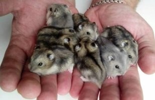 берите джунгарика, они все на одно лицо))