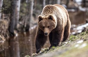В древнем Египте свиней считали священными и часто приносили в жертву Богам. Греки так же приносили свиней в жертву для их богини Деметры– - богини урожая, плодородия, чистоты и молодости.
В Китае свинья считается одним из 12 благоприятных животных.
Кельты так же поклонялись богу "свиней". После молитвы происходило ритуальное приготовление свиньи.

Крокодилы были священными животными еще во времена Древнего Египта. Бог-крокодил Себек был покровителем воды и разливов Нила. Считалось, что он защищает людей, отпугивая силы зла.
Сейчас крокодилов почитают в некоторых районах Буркина-Фасо. В деревне Сабу есть особый пруд, в котором плавают священные крокодилы. Обычно они спокойны и не агрессивны, их даже можно погладить, потому что служители культа кормят их досыта. Но считается, что крокодилы чувствуют дурные мысли и намерения и могут укусить плохого человека. Для местных жителей они служат своеобразным "детектором лжи". Если кого-то подозревают в обмане, ему предлагают  подойти к краю пруда. Обитатели деревни уверены, что крокодилы обязательно набросятся на лгуна и не тронут честного человека. 

Официально в нашей стране почитание животных не принято. Но наши предки-славяне верили, что дикие животные являются их прародителями, поэтому им следовало поклоняться. 
Хозяином леса считался самый сильный зверь - медведь. Его почитали как бога плодородия и защитника от всякого зла. Именно с пробуждением медведя у славян наступала весна. 
Истинное название этого зверя - божества было священным и не произносилось вслух и поэтому не дошло до наших дней. Медведь - это прозвище зверя, означающее "медоед", в слове "берлога" сохранился и более древний корень - "бер" , т.е. "бурый" (берлога - логово Бера).

Индия – одна из тех стран, где крыса считается священным животным. Ярким примером тому является необычный храм Карни Мата, в котором постоянно живут и прекрасно себя чувствуют порядка 20 тысяч грызунов. Они лениво расхаживают по мраморному полу, ползают по оградам, пребывают в полудреме, разместившись на дверных ручках. Всем своим видом они демонстрируют, что они «хозяева дома». В местах скопления животных заботливо расставлены тарелочки с молоком и кусочками лакомств.
Причиной столь почтительного отношения является легенда, согласно которой эти грызуны являются  перевоплощением мужчин из семьи касты Чаран. История началась еще в XIV веке, когда родилась будущая известная политическая деятельница своего времени Ридху Бай. После смерти ее стали почитать как индуистскую святую под именем Карни Мата, задача которой в этом мире – беспощадно наводить порядок.
Согласно легенде во время одного из многочисленных походов, во время которых она выступала заступницей униженных и оскорбленных, а также совершала немало чудес, святая потеряла сына. Ребенок утонул в озере. Мольбы к богу смерти Яма ничего не принесли. Разгневанная отказом Карни Мата произнесла, что в таком случае отныне мужчины ее рода никогда не будут попадать в подземное царство Мертвых, а будут реинкарнировать, обретая тело крыс, и находить убежище в храме. После этих слов она превратила тело мальчика в грызуна.
По легенде святая дожила, достигнув возраста 151 год, а затем бесследным образом исчезла. Почитатели богини считают, что она стала воплощением воительницы Дурги.

Издавна люди приписывали животным семейства кошачьих сверхспособности, и в частности - способность видеть мир теней, поэтому этих животных считали священными и поклонялись им. Наиболее известным является культ кошки в древнем Египте, так как египтяне отождествляли кошек с богиней Баст, которая считалась богиней семьи, радости и плодородия. В Египетском царстве кошки жили при храмах, а богатые египтяне могли содержать в своем доме сразу несколько животных, так как считали, что благодаря кошкам в семье будет много детей. Культ кошек в древнем Египте расцвел в период Нового царства, и в это время у египтян была традиция мумифицировать тела кошек, живших и умерших при храме, причем некоторые из таких мумий сохранились и по сей день.
 Однако почитание кошек имело место не только в древнем Египте - многие древние народы, жившие на территории современной центральной и западной Европы, считали, что кошки могут видеть духов, домовых и призраков, поэтому, к примеру, практически в каждом доме древних славян жила кошка. С этого верования и берет начало традиция в новый дом первой запускать кошку, а также мнение о том, что "энергетически" наилучшее место в доме именно там, где кот любит играть и спать. Японцы также во все времена уважали этих животных, и в городе Кагосима есть даже Храм Кошек.