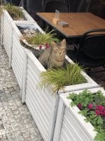 Ну, не совсем расцвёл.
Это кот-садовод, и он удобряет почву в цветочниках.