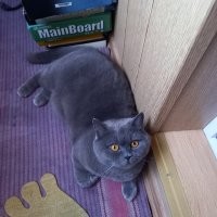 Ладно лошадь, существо неразумное...
Все описанное случилось со мной самим. Почему - а фиг его знает. Неподумал, торопился...
Утро, готовимся везти кошку в ветеринарку. Кошка ушлая, понимает не только слова, но и жесты. Животное ехать категорически не хочет и спряталось. Место пряток - под кухонный уголок, который собирался прямо на кухне "по месту". В самом углу скос, через который можно заглянуть под низ, короткой шваброй протереть пыль и пр. С одной стороны упор - батарея, с другой - холодильник.  
Наклоняюсь, протягиваю руку - не достаю. Просовываюсь ниже, достаю. Кошка злится, царапается, но сбегает от меня в ход вдоль плинтуса под батареей. И тут я понимаю, что назад никак. Высота не позволяет упереться в пол. Жена легче меня в 2 раза, вытянуть не может. Грудную клетку конкретно сдавливает, дышать очень трудно.  По моему указанию жена набрасывает в щель толстых книг. Пытаюсь из них соорудить подпор. Но рабочая рука только одна, книги разъезжаются.  Наконец, жена таки оттащила холодильник на 10 см., уголок подвинулся и я освободился. Ощущения - вторично не полезу никогда.
ПС - кошку к докторам отвезли ).