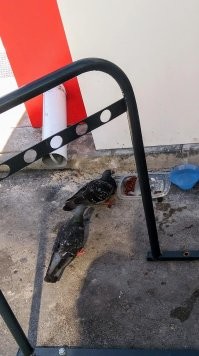 Эка невидаль !! Позавчера видел голубей, жрущих кошачий корм ...