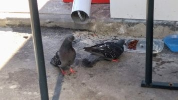 Эка невидаль !! Позавчера видел голубей, жрущих кошачий корм ...