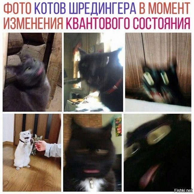 22 забавных кадра из серии "С вашим котом что-то не так"