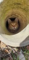 Кошка Ева - одна из них