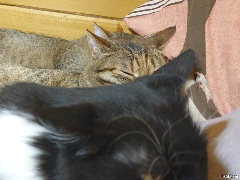 Ева, Тигра и Чернушка. На полярной станции