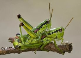 Простите, а на первом фото изображено...