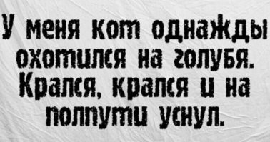 Кота зачесали до отключки