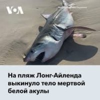 На пляже Нью-Йорка акула набросилась на эмигрантку из Украины