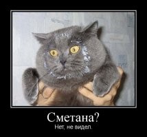 30 уморительных животных, которых поймали на воровстве