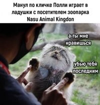 В зоопарке в Санкт-Петербурге родился очаровательный детёныш манулов