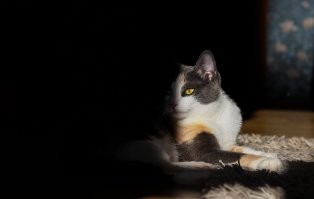 Тоже неожиданно красивая фотка кошки :)