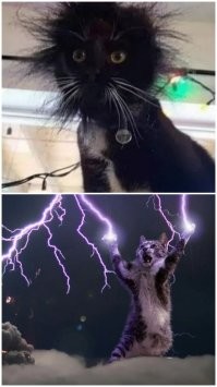 Кот... Тушка... 

Потом: