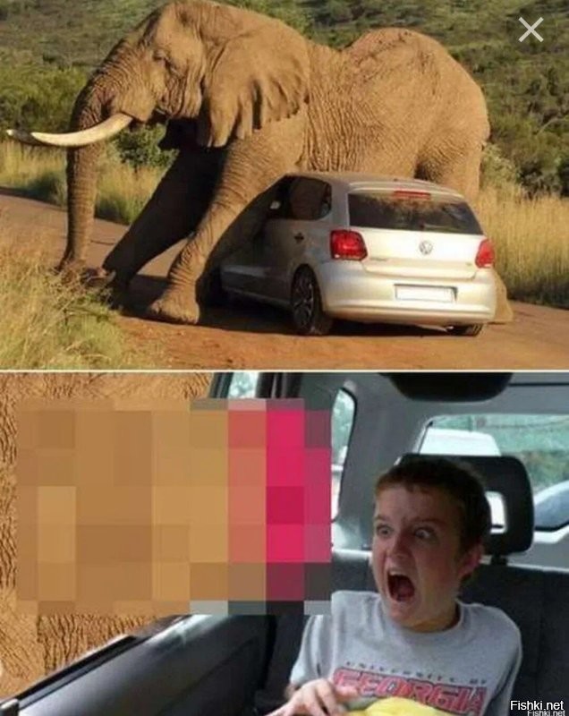 Приставучий слон "ворвался" в машину с туристами
