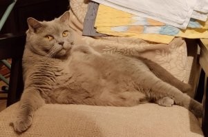 Случайный ренессанс моей питомицы.